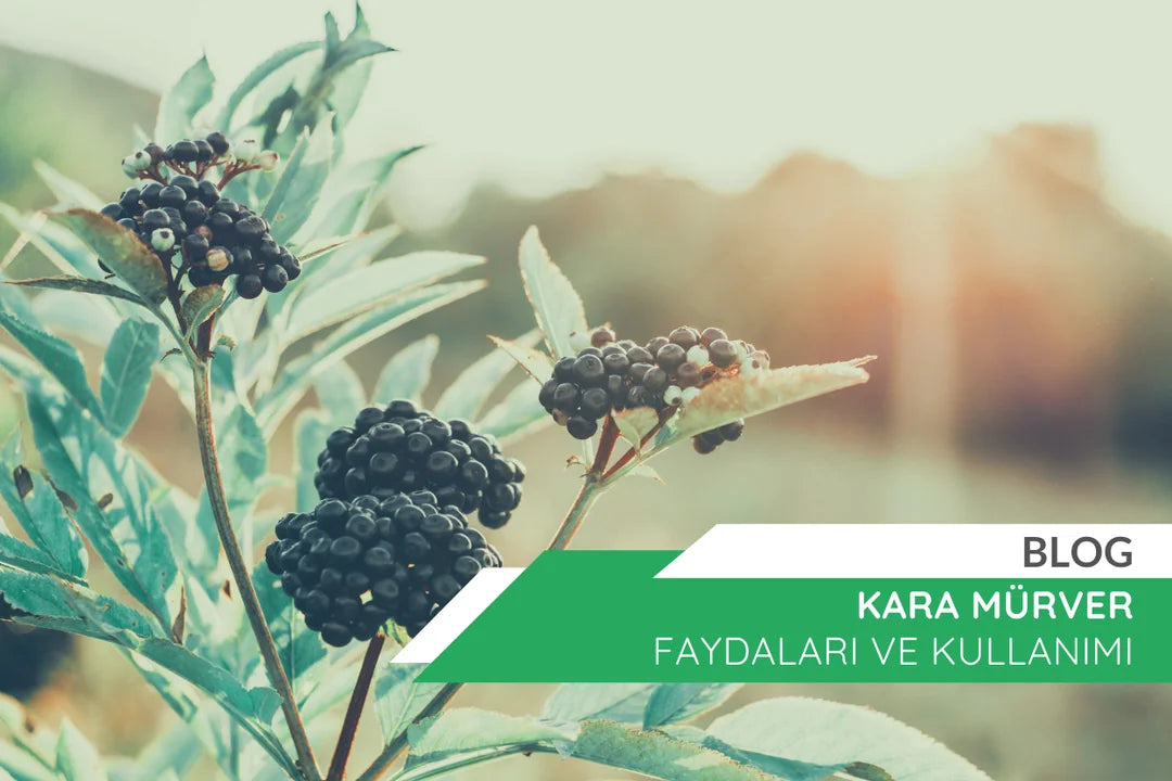 Kara Mürver Faydaları: Doğal Sağlık Destekçisi ve Kullanım Rehberi
